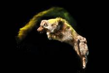 Nathalie AMALLA - STUDIO CHRYSALIN'S